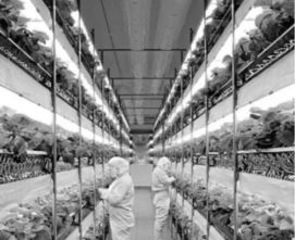 全球气候变化下的海洋异常与水产养殖危机